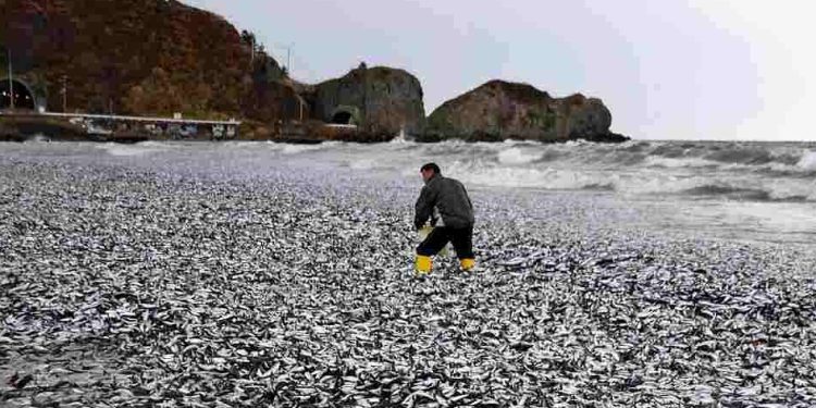 JAPONYA | Binlerce ölü balık kıyıya vurdu