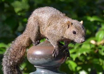 Japonya "istilacı" sincapları itlaf edecek