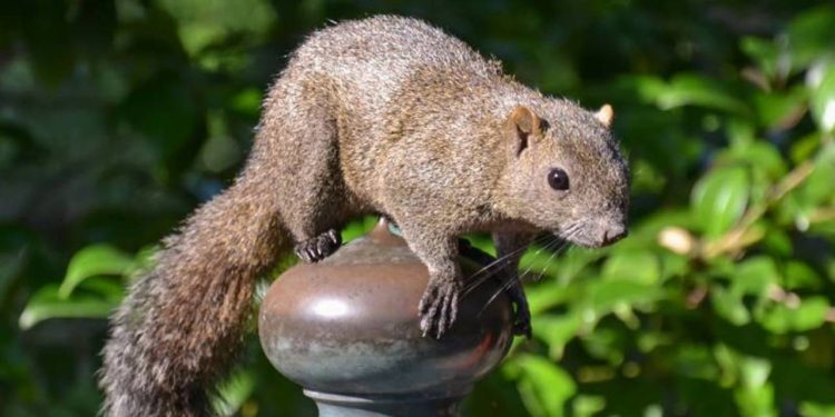 Japonya "istilacı" sincapları itlaf edecek