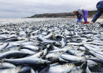 Japonya’da binlerce ölü balık kıyıya vurdu