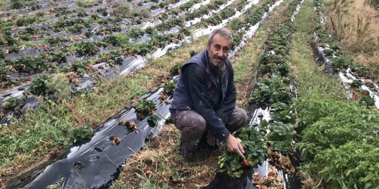 Uzun bir süredir isteniyordu artık hasatta verim daha da artacak