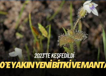 2023’te 100’e yakın yeni bitki ve mantar türü keşfedildi