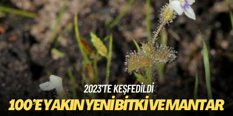 2023’te 100’e yakın yeni bitki ve mantar türü keşfedildi