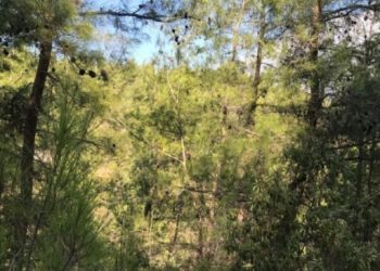 Muğla ormanlarına maden tehdidi