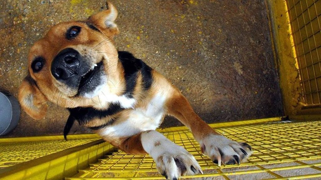 Güney Kore parlamentosundan tarihi karar: Köpek eti üretimi ve satışının yasaklanması onaylandı