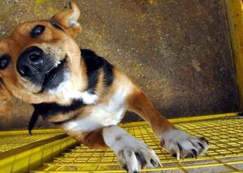 Güney Kore parlamentosundan tarihi karar: Köpek eti üretimi ve satışının yasaklanması onaylandı