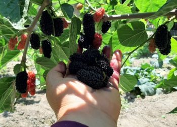 Karadutun tanesi 2,5 lira