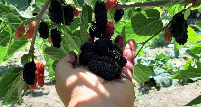 Karadutun tanesi 2,5 lira