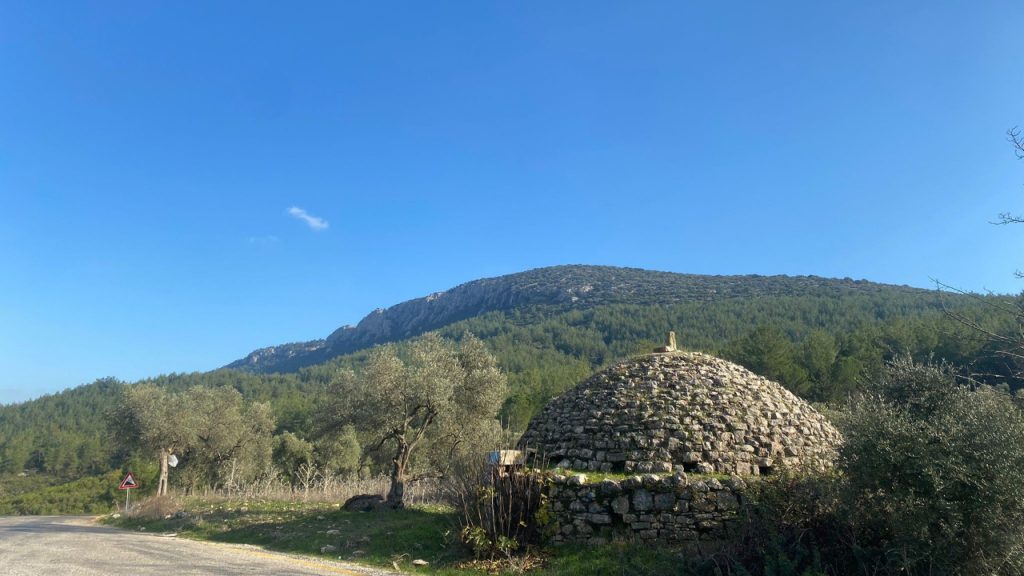 Muğla'daki hasat çiftçilerin yüzünü güldürdü: Sağlık için önemli bir doğal kaynak