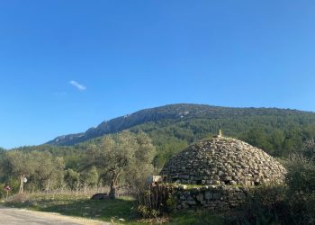 Muğla'daki hasat çiftçilerin yüzünü güldürdü: Sağlık için önemli bir doğal kaynak
