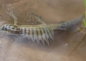 Nesli tükenme tehlikesiyle karşı karşıya: Bursa’da sulama göletinde bulundu