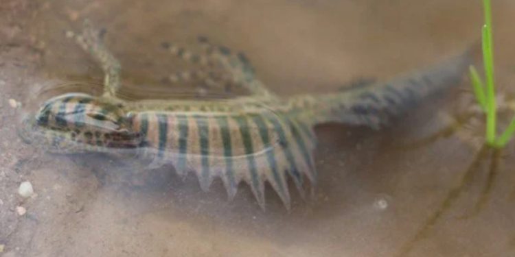 Nesli tükenme tehlikesiyle karşı karşıya: Bursa’da sulama göletinde bulundu