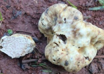 Rahiyasına dünya hayran, fiyatı 160 bin doları gördü: Alba trüfünün Türkiye’deki varlığı kanıtlandı