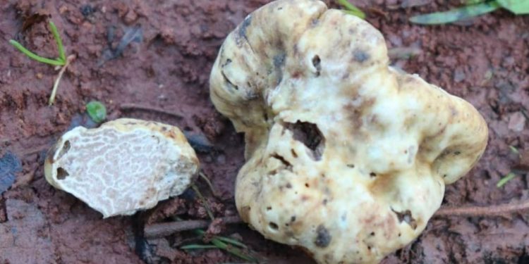 Rahiyasına dünya hayran, fiyatı 160 bin doları gördü: Alba trüfünün Türkiye’deki varlığı kanıtlandı