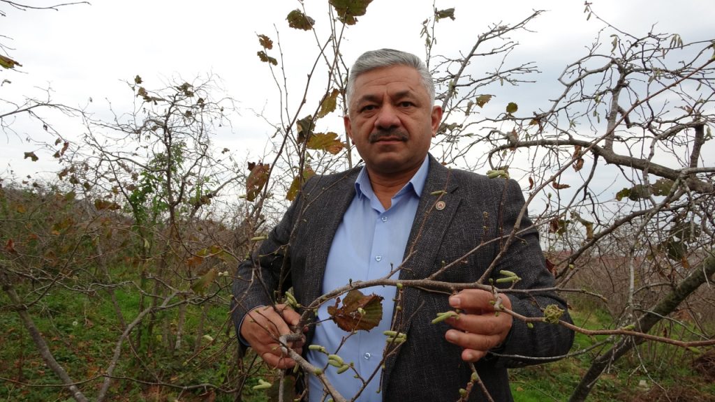 Sağlığa yaraları olan fındıkta büyük tehlike, ciddi rekolte kaybı yaşanabilir