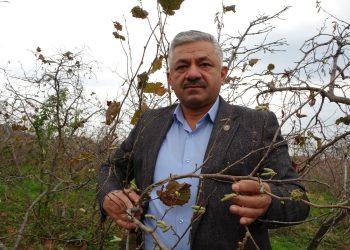 Sağlığa yaraları olan fındıkta büyük tehlike, ciddi rekolte kaybı yaşanabilir
