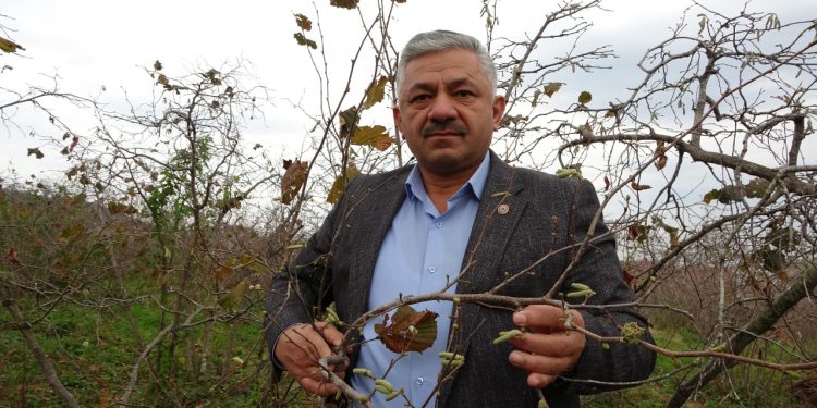 Sağlığa yaraları olan fındıkta büyük tehlike, ciddi rekolte kaybı yaşanabilir