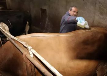 Tokat’ta şap hastalığı alarmı: Hayvan pazarları kapatıldı