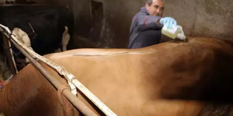Tokat’ta şap hastalığı alarmı: Hayvan pazarları kapatıldı
