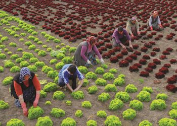 Yandaş Limak Holding, şimdi de Haymana’daki tarım arazilerine gözünü dikti