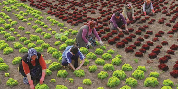 Yandaş Limak Holding, şimdi de Haymana’daki tarım arazilerine gözünü dikti