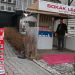 Yurttaş ucuz yemek için sokağa yöneldi