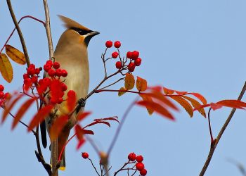 Kuş gözlemcileri, Doğu Karadeniz’de ‘ipekkuyruk’ görüntüledi