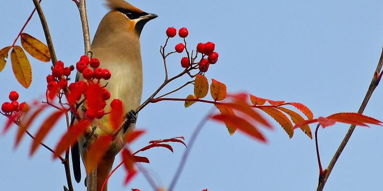 Kuş gözlemcileri, Doğu Karadeniz’de ‘ipekkuyruk’ görüntüledi