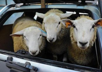 AİHM: Helal kesim yasağı inanç özgürlüğüne aykırı değil