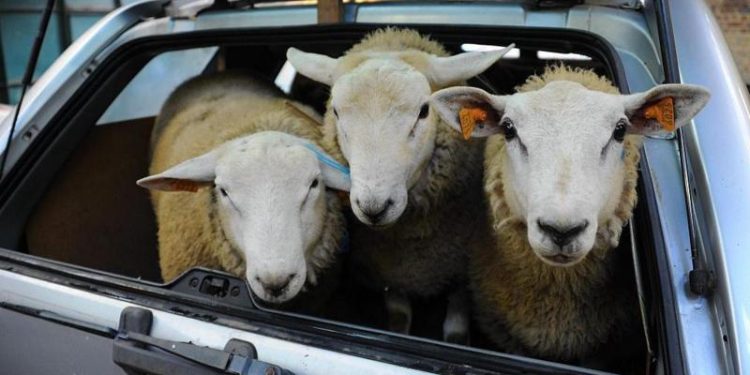 AİHM: Helal kesim yasağı inanç özgürlüğüne aykırı değil