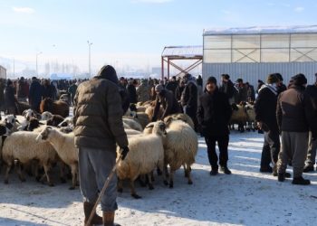 Besiciler saman ve yem fiyatlarından dertli