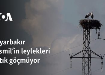 Diyarbakır’daki leylekler artık göçmüyor