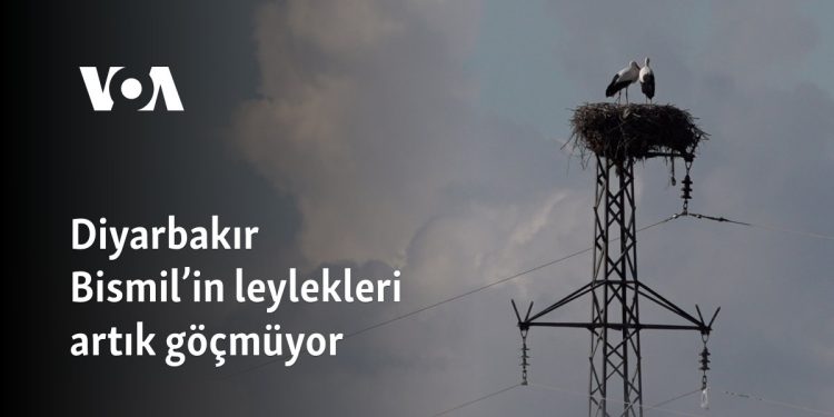 Diyarbakır’daki leylekler artık göçmüyor