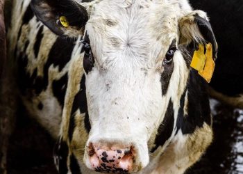 AİHM’den kesim kararı: ‘Şoklamasız kesim yasağı’ hak ihlali değil