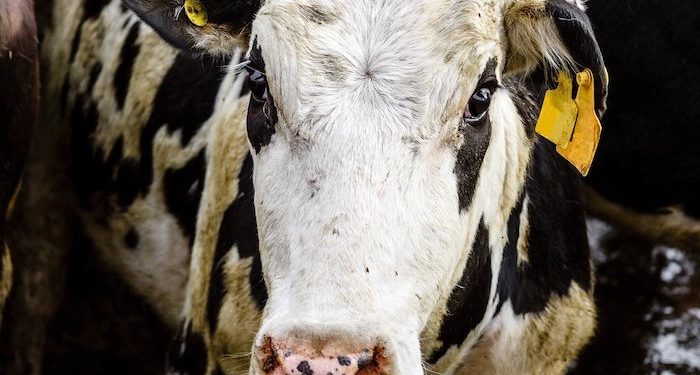 AİHM’den kesim kararı: ‘Şoklamasız kesim yasağı’ hak ihlali değil