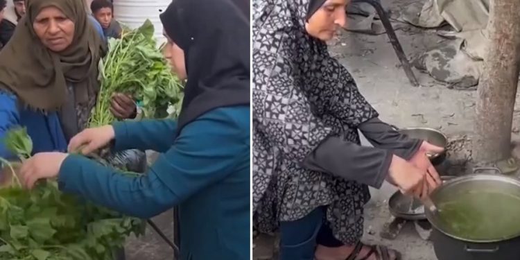 Gazze’de açlık krizi: Filistinli kadınlar ebegümecini kaynatıp yemek yapıyor