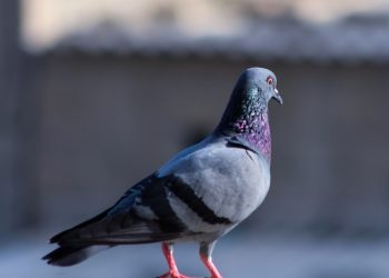 HİNDİSTAN | Çin ajanı olmakla suçlanan güvercin beraat etti