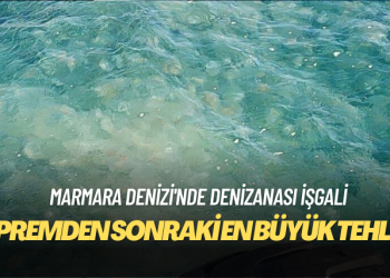 Marmara Denizi’nde denizanası işgali: Depremden sonraki en büyük tehlike