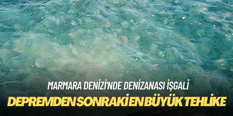 Marmara Denizi’nde denizanası işgali: Depremden sonraki en büyük tehlike
