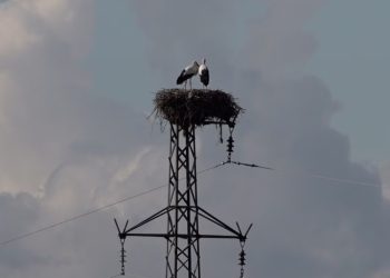 Diyarbakır’daki leylekler artık göçmüyor