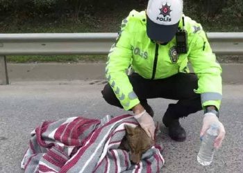 İstanbul ve Ankara’da vahşi hayvanlar şehre indi