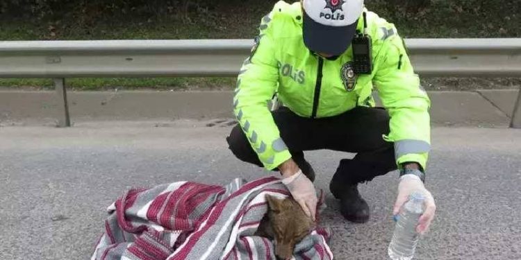 İstanbul ve Ankara’da vahşi hayvanlar şehre indi