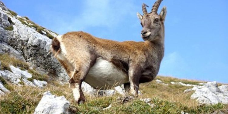 Yaban keçisi avladı, 311 bin TL ceza ödeyecek