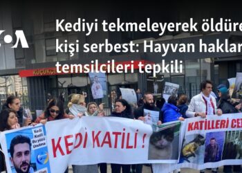 Kediyi tekmeleyerek öldüren kişi serbest: Hayvan hakları temsilcileri tepkili