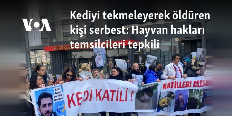 Kediyi tekmeleyerek öldüren kişi serbest: Hayvan hakları temsilcileri tepkili