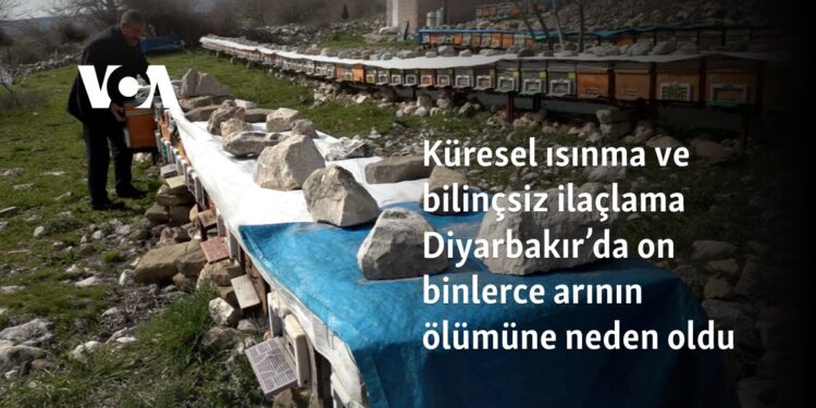 Küresel ısınma ve bilinçsiz ilaçlama Diyarbakır’da on binlerce arının ölümüne neden oldu