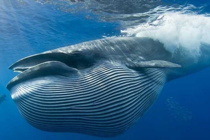 Balinaların su altında nasıl ‘şarkı’ söylediği belirlendi
