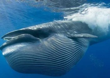 Balinaların su altında nasıl ‘şarkı’ söylediği belirlendi