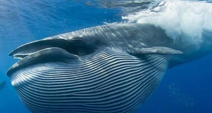 Balinaların su altında nasıl ‘şarkı’ söylediği belirlendi