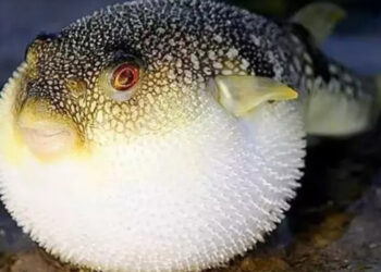 Balon balıkları için ‘karada ölüm’ uyarısı